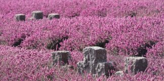 Ile pamięci RAM do Windows 10?