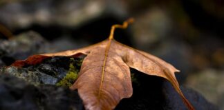 Jak wygląda spalona karta graficzna?