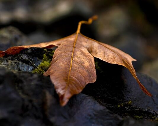 Jak wygląda spalona karta graficzna?