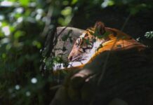 Jak zobaczyć usunięte wiadomości?