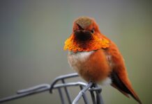 Kto jest właścicielem sieci Orange? Kto jest właścicielem sieci Orange?