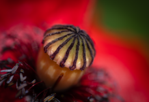 Ile pamięci RAM do 4K? Ile pamięci RAM do 4K?