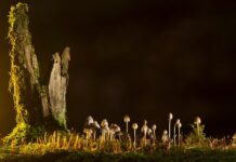 Jakie są rodzaje kart rozszerzeń?